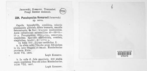 Pseudopeziza komarovii image